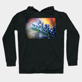 Raindrops on Leylandii Hoodie